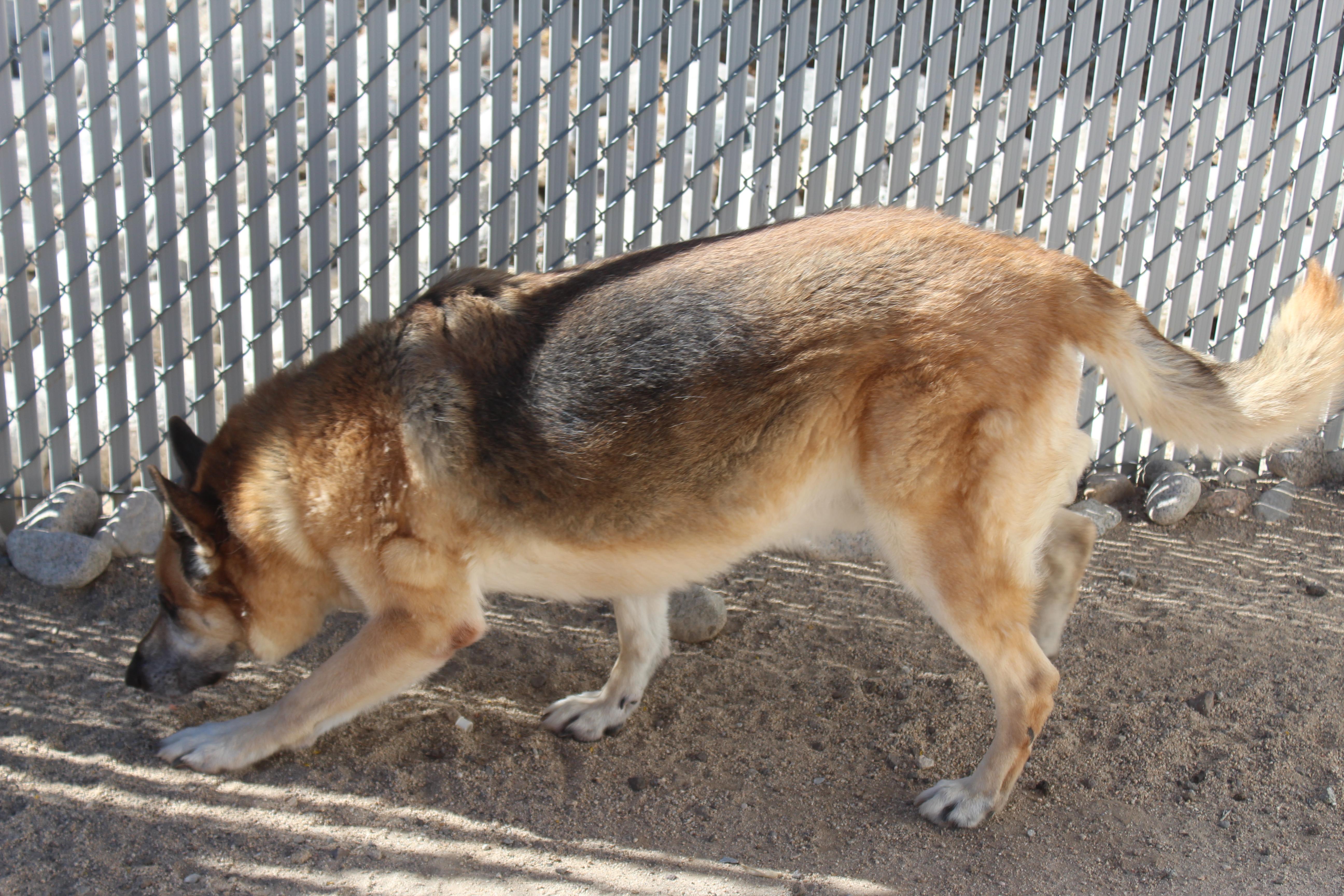 Enlarge Nelson, a Adoptable Shepherd in Yucca Valley, CA image 2/2