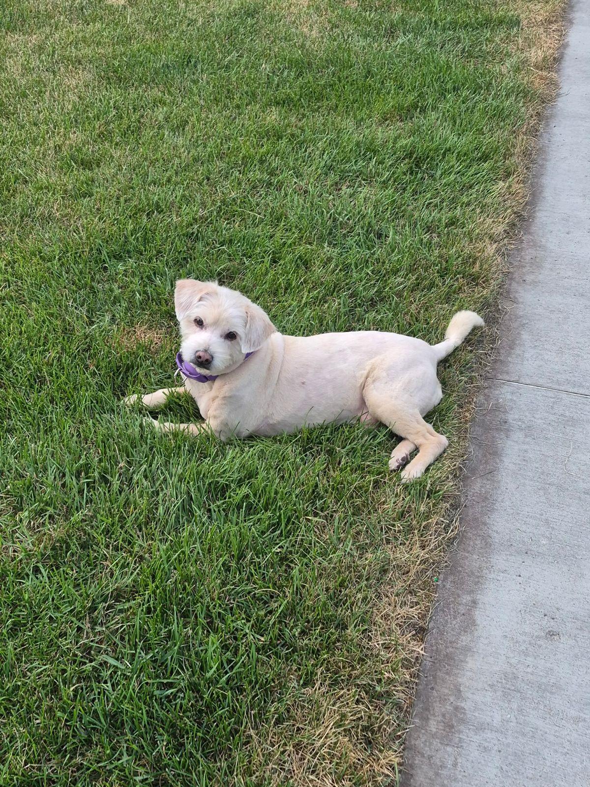 Jasper (Senior Dog), a ADOPTABLE mixed breed in Wahpeton, ND image 2/5