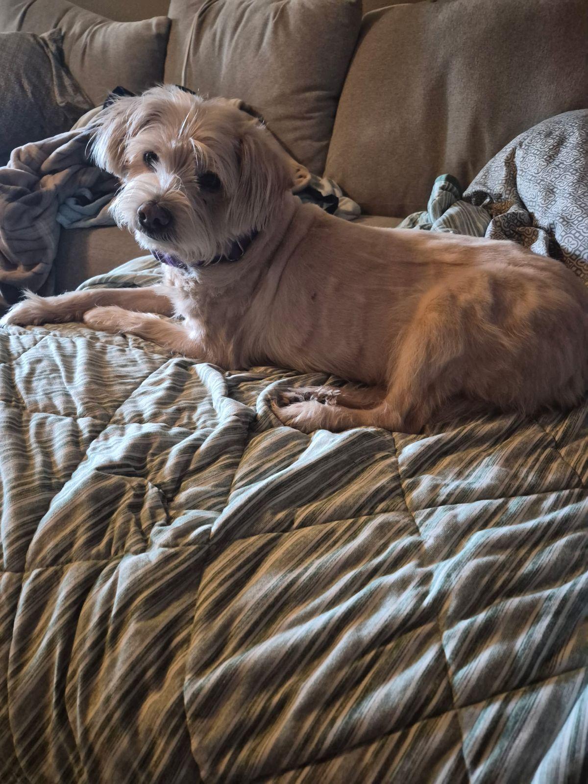 Jasper (Senior Dog), a ADOPTABLE mixed breed in Wahpeton, ND image 3/5
