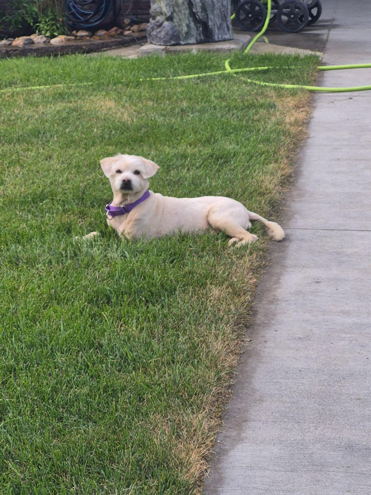 Jasper (Senior Dog), a ADOPTABLE mixed breed in Wahpeton, ND image 1/5