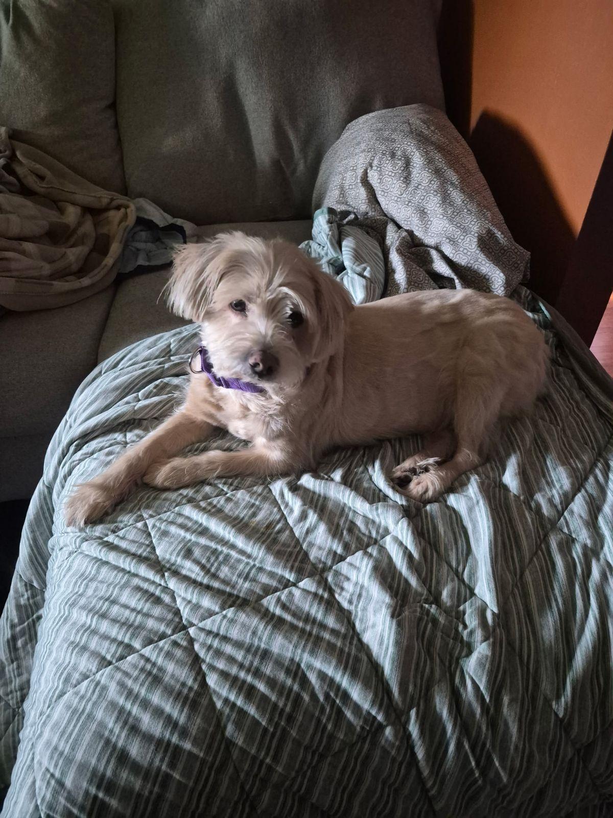 Jasper (Senior Dog), a ADOPTABLE mixed breed in Wahpeton, ND image 5/5