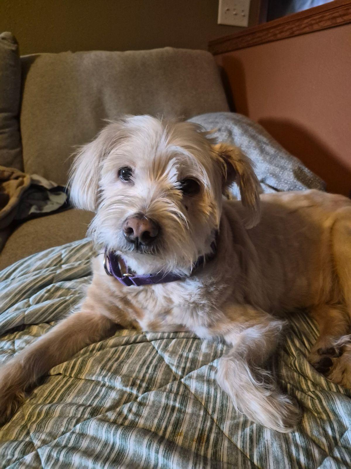 Jasper (Senior Dog), a ADOPTABLE mixed breed in Wahpeton, ND image 4/5