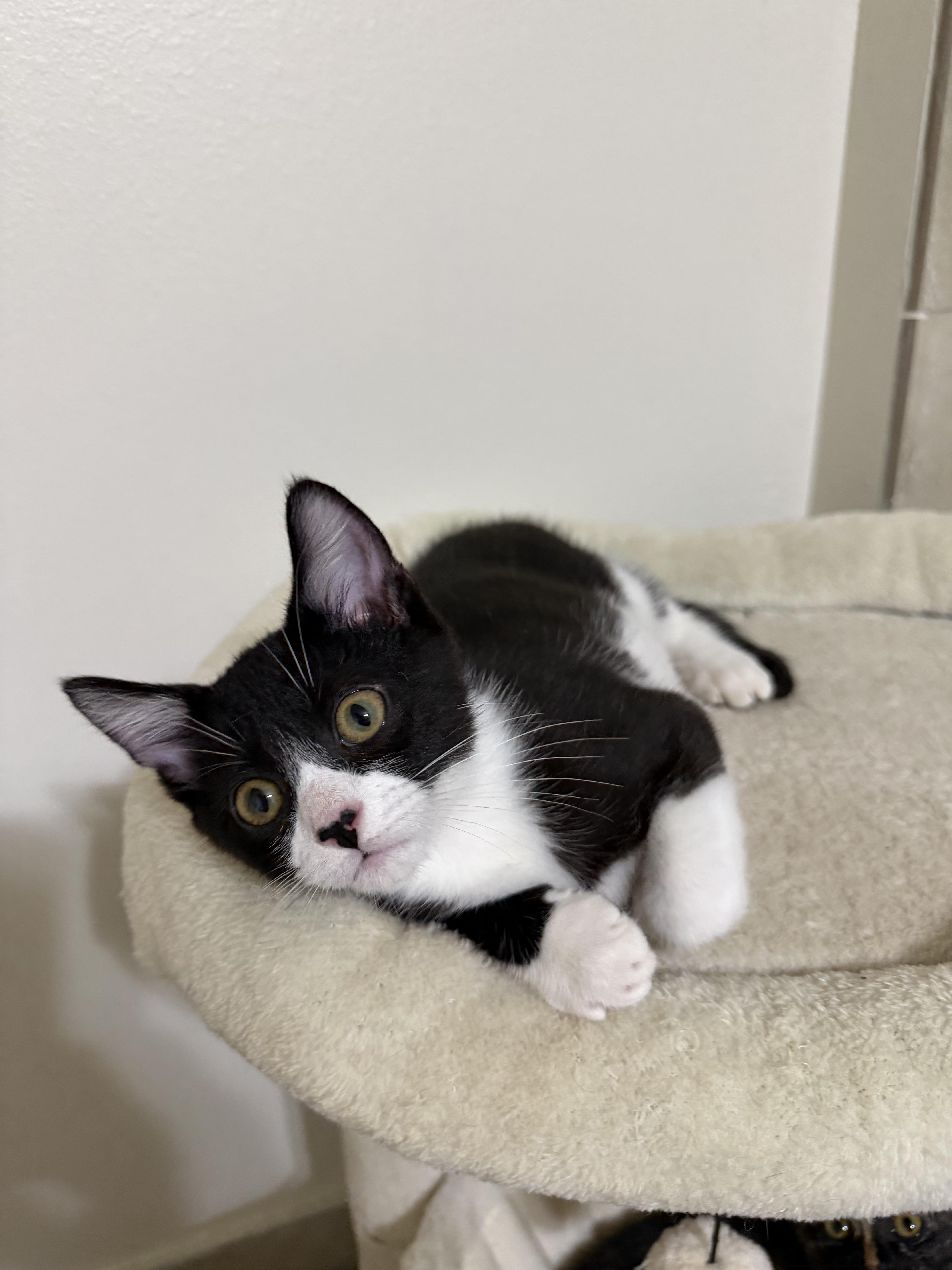 Huey, a Adoptable Domestic Short Hair in Windham, NH image 3/5