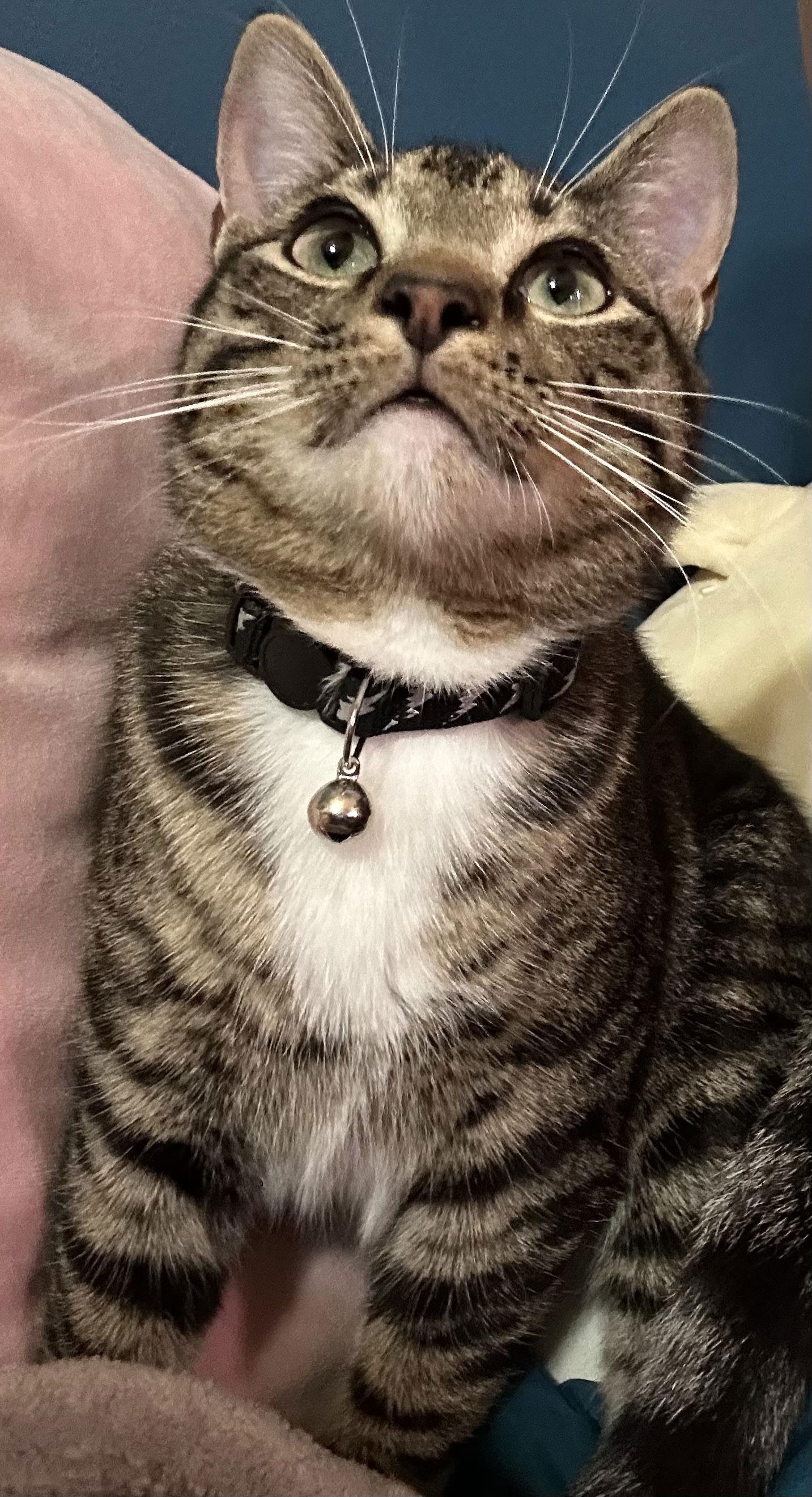 Keefe, Adoptable, Kitten Male Domestic Short Hair.