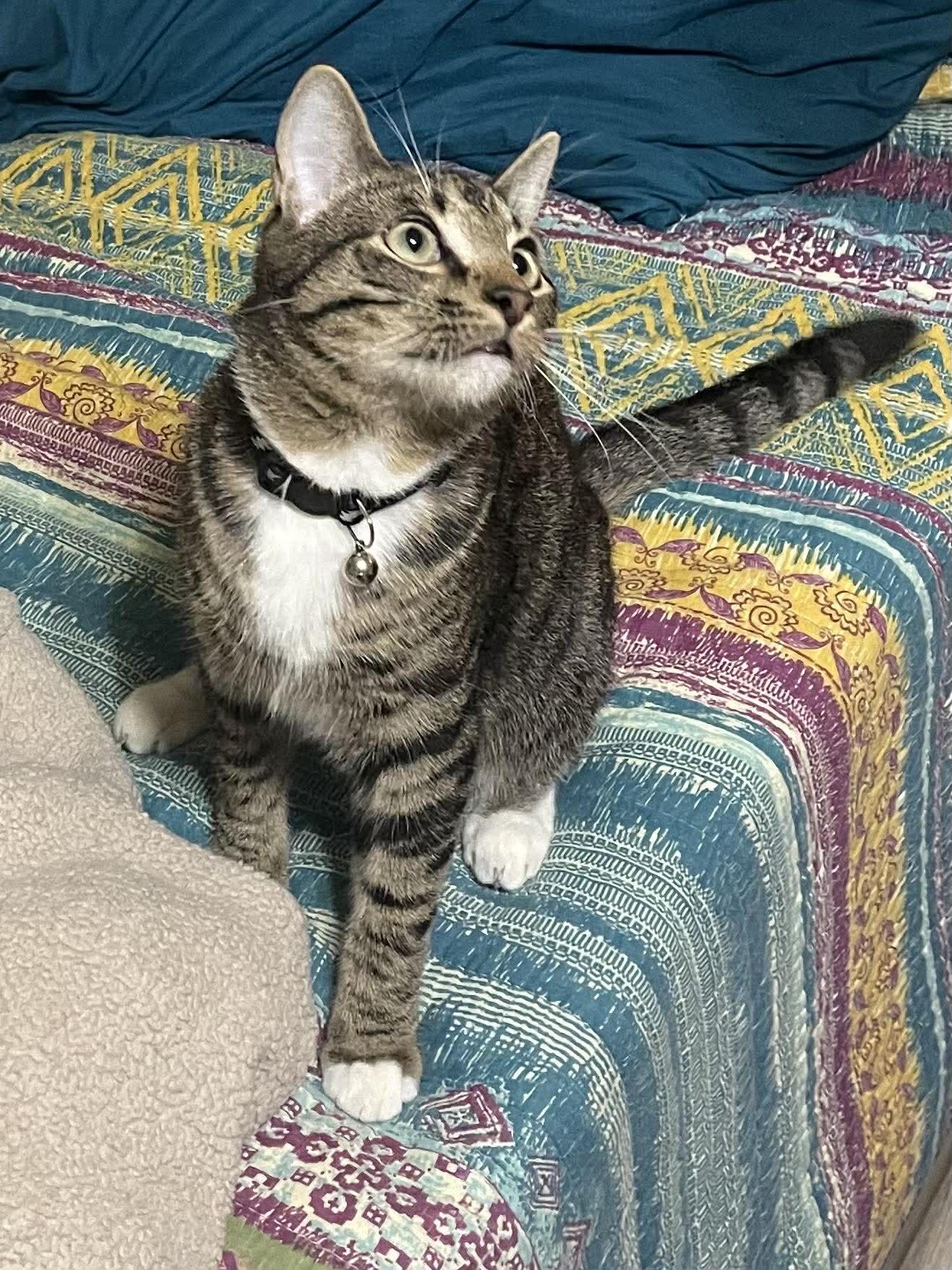 Enlarge Keefe, a Adoptable Domestic Short Hair in Social Circle, GA image 2/3