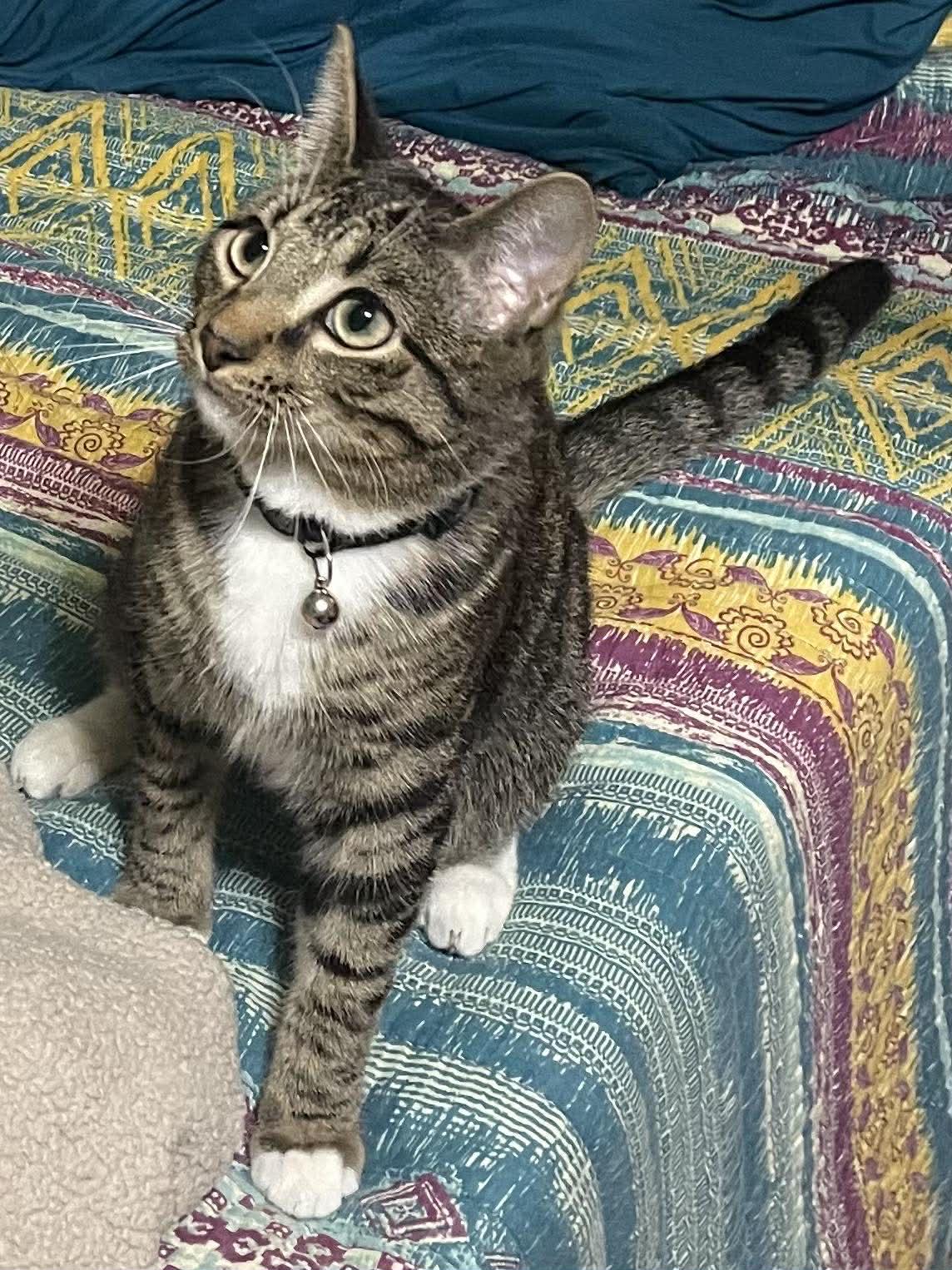 Enlarge Keefe, a Adoptable Domestic Short Hair in Social Circle, GA image 3/3