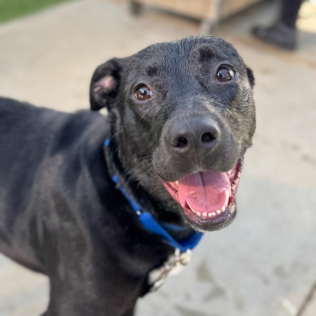 Sookie, Adoptable, Young Female Mixed Breed.