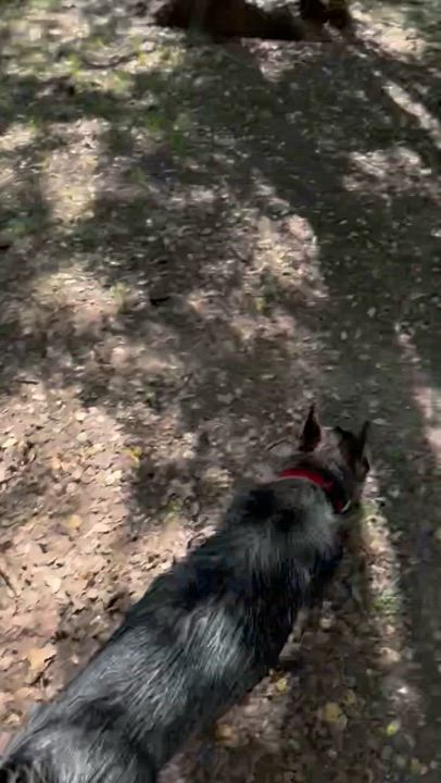 Enlarge Riley, a Adoptable Husky in Pilot Point, TX video 3/6