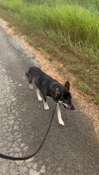 Enlarge Riley, a Adoptable Husky in Pilot Point, TX video 5/6
