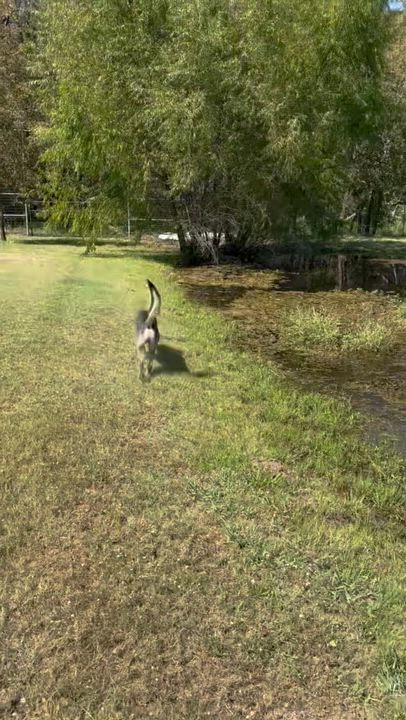 Enlarge Riley, a Adoptable Husky in Pilot Point, TX video 6/6