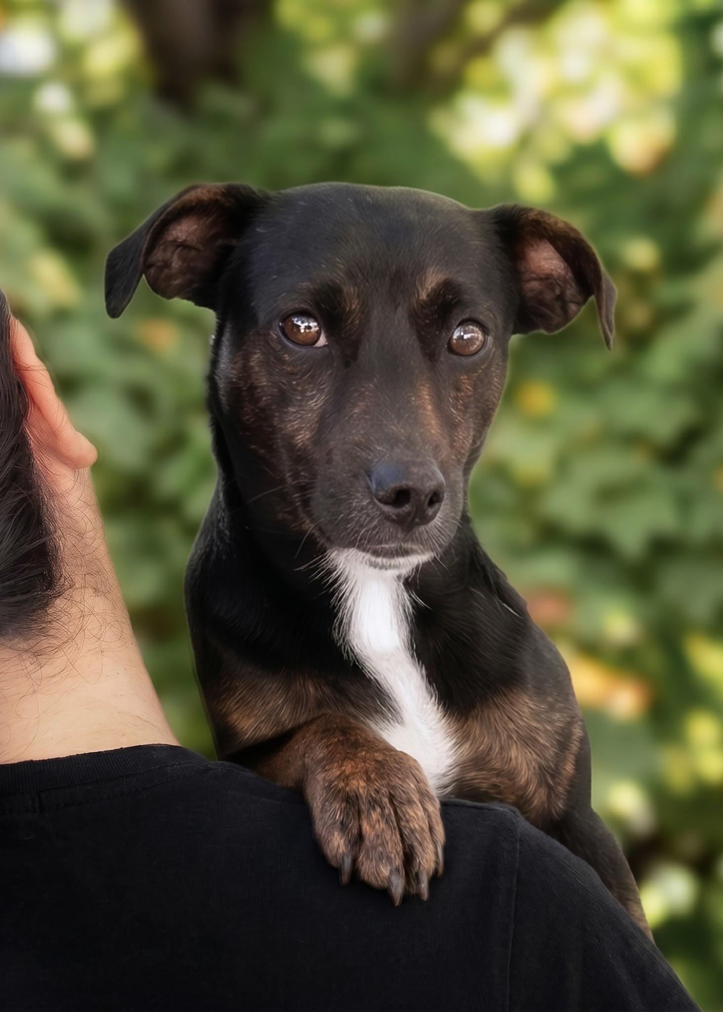 Frankie, a ADOPTABLE mixed breed in El Cajon, CA image 1/2