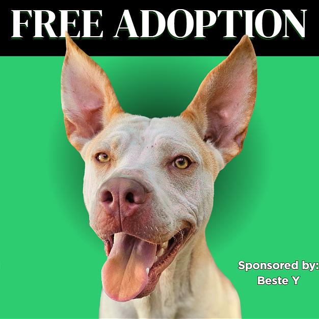 Enlarge Zazu, a Adoptable Mixed Breed in Mount Shasta, CA image 1/6