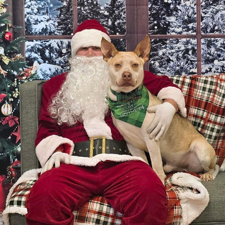 Enlarge Zazu, a Adoptable Mixed Breed in Mount Shasta, CA image 2/6