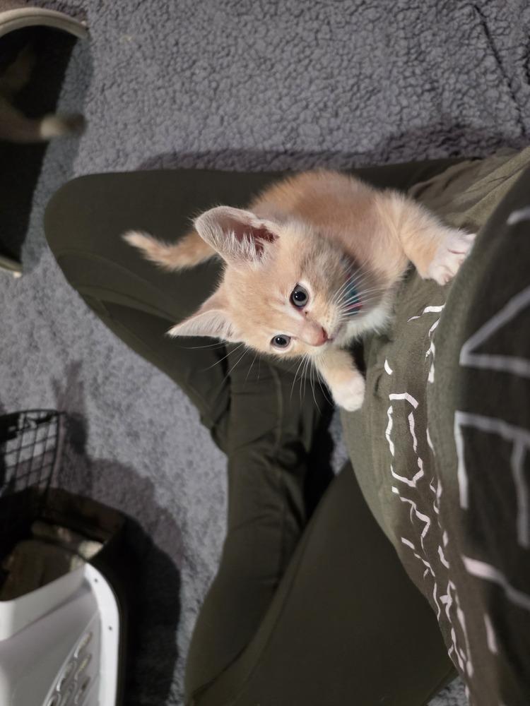 Sunrise, Adopted, Kitten Male Domestic Short Hair.