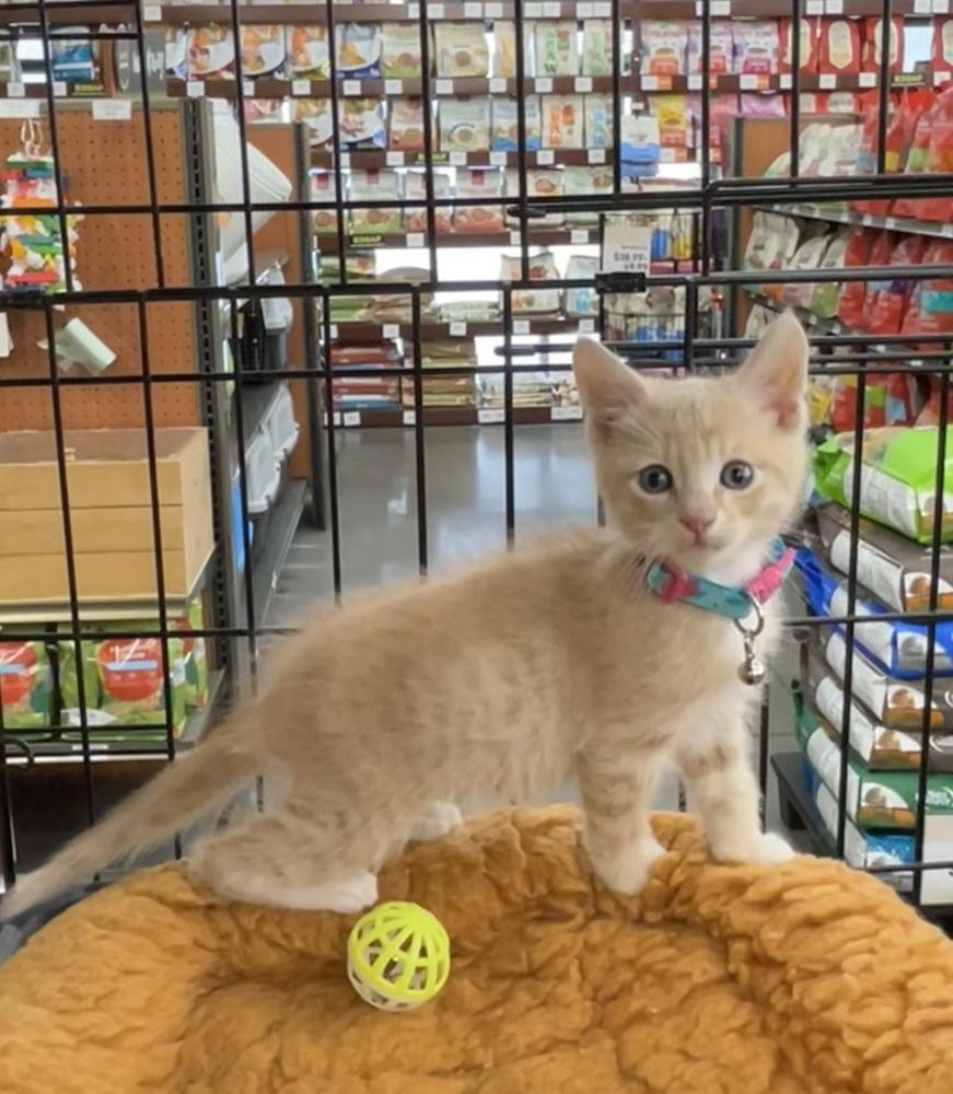 Enlarge Sunrise, a Adopted Domestic Short Hair in Pacifica, CA image 2/6