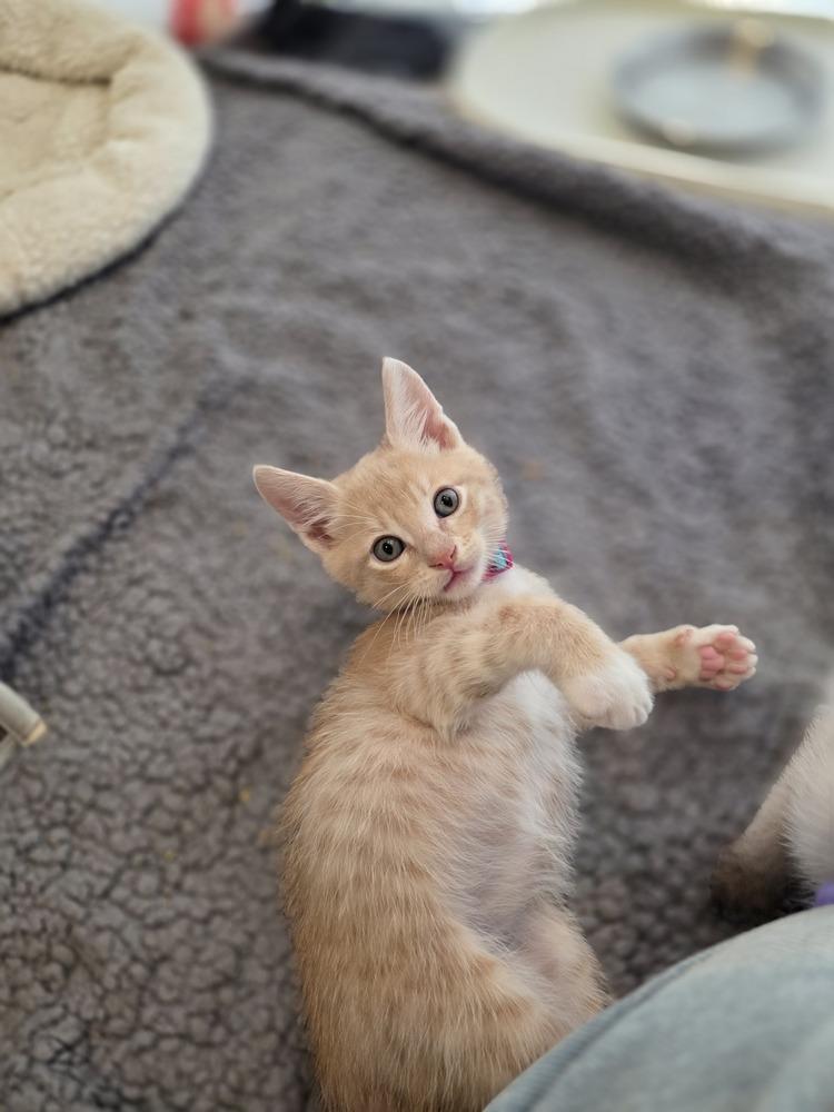Enlarge Sunrise, a Adopted Domestic Short Hair in Pacifica, CA image 4/6