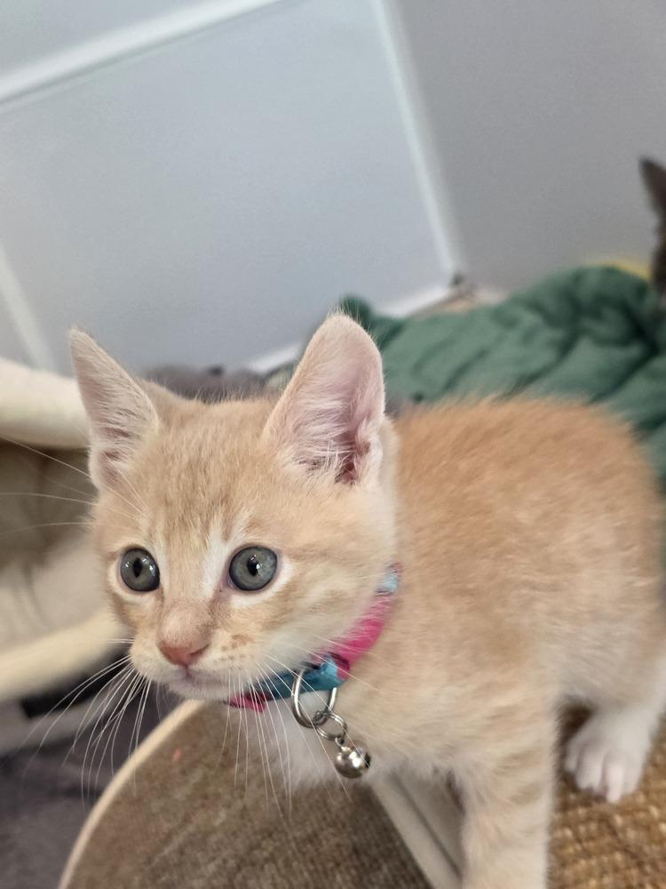 Enlarge Sunrise, a Adopted Domestic Short Hair in Pacifica, CA image 5/6