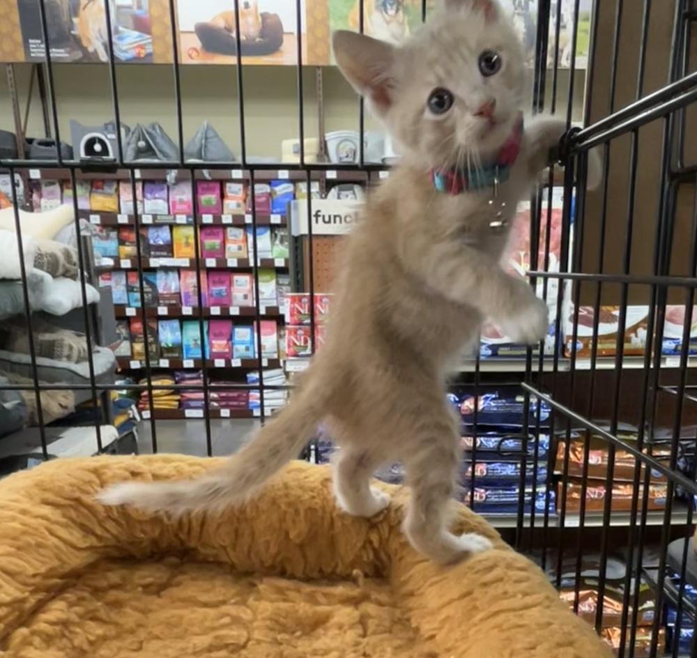 Enlarge Sunrise, a Adopted Domestic Short Hair in Pacifica, CA image 6/6