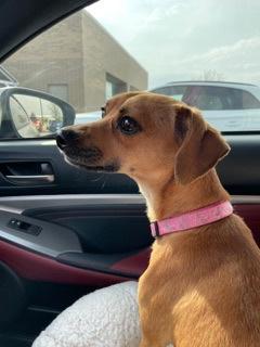 Enlarge Baxter, a Adoptable mixed breed in Wichita, KS image 1/2
