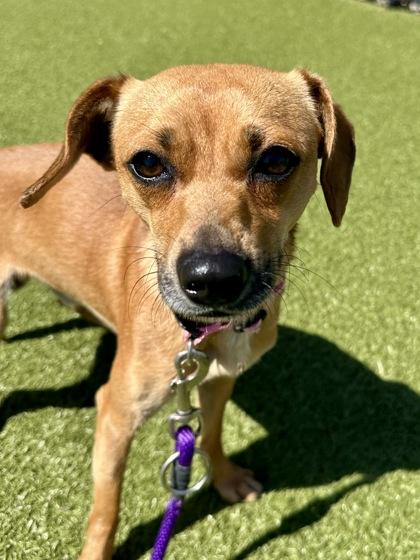 Enlarge Baxter, a Adoptable mixed breed in Wichita, KS image 2/2