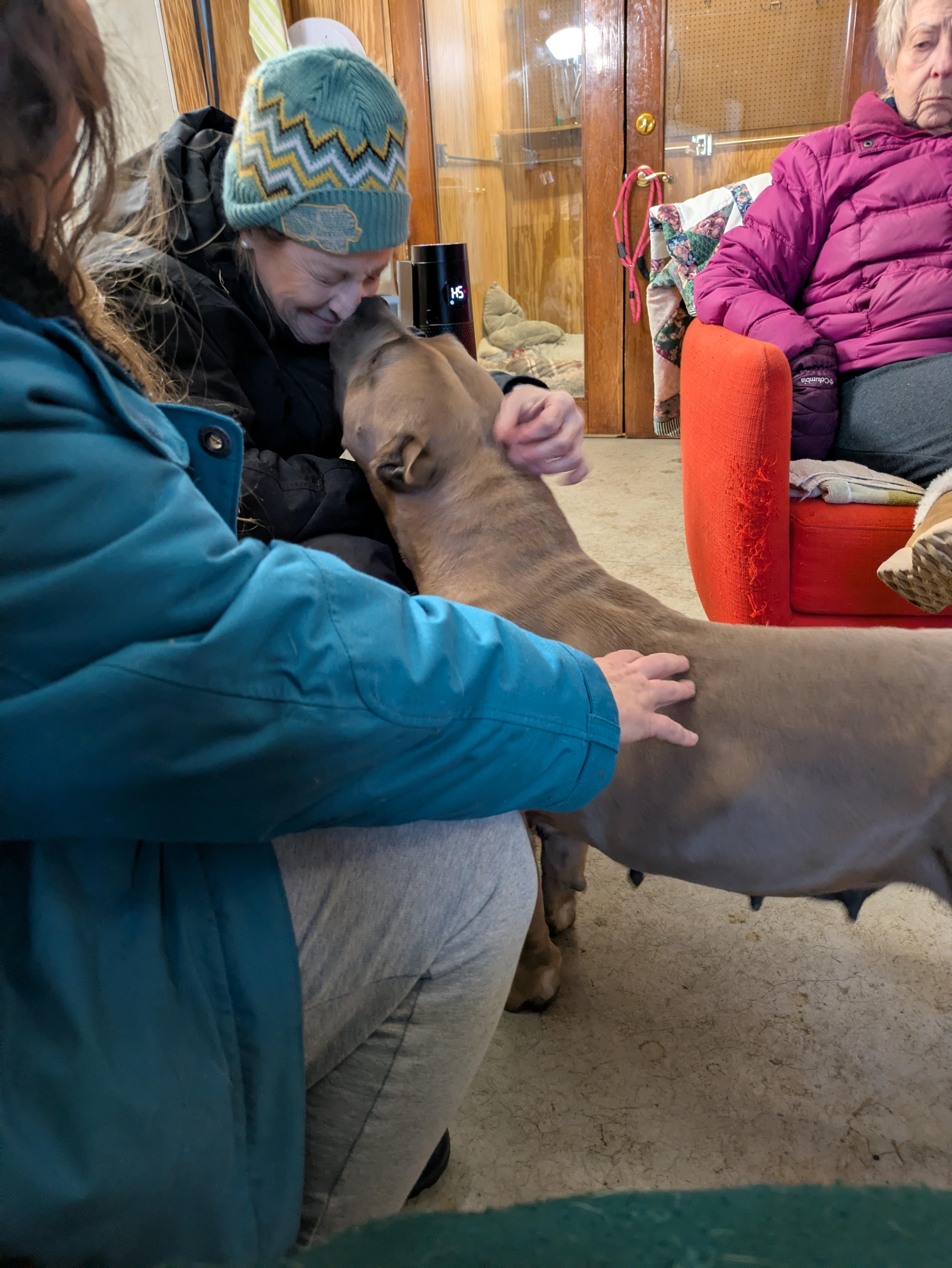 Enlarge Greta, an adopted mixed breed in Oregon, WI image 5/5