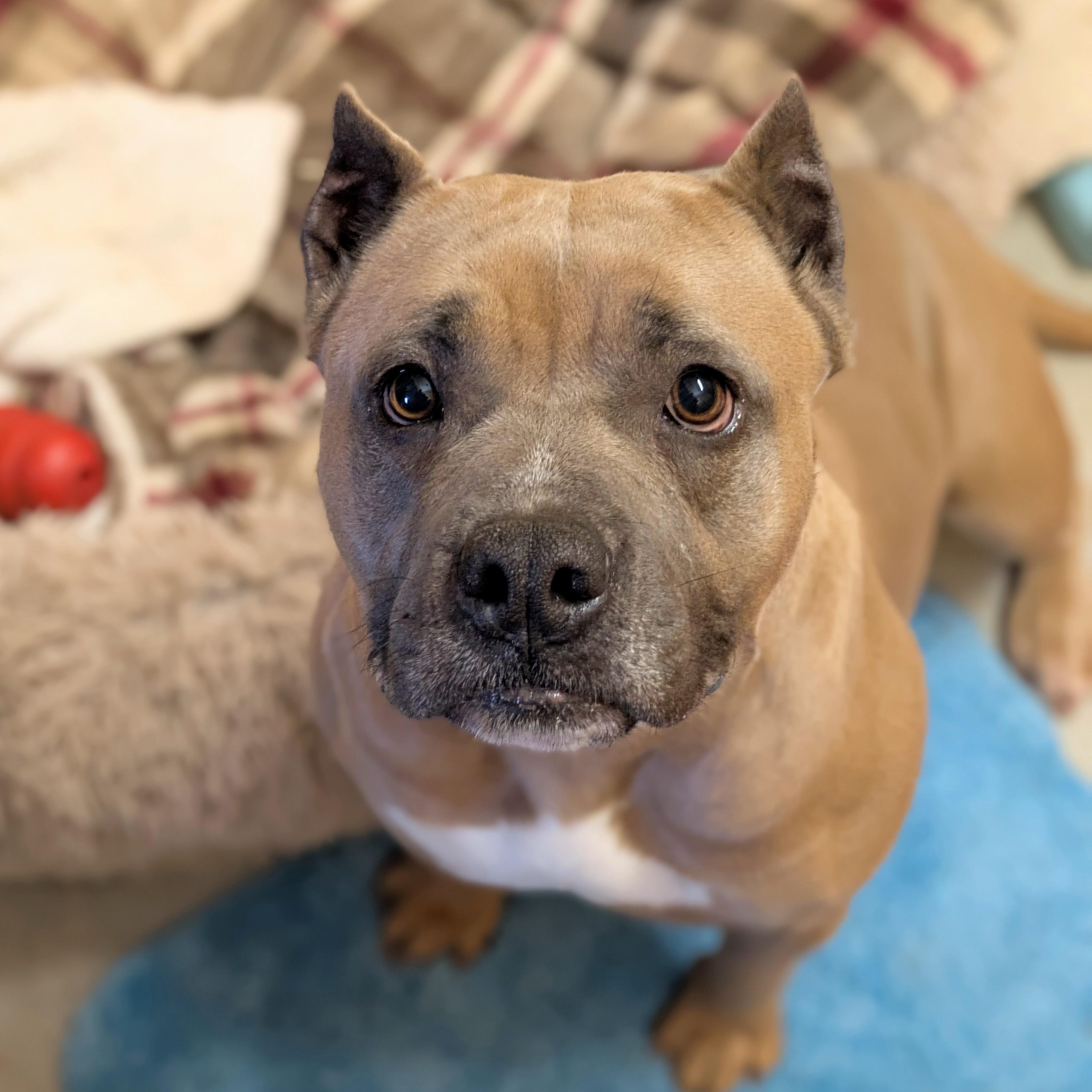 Greta, adopted, Adult Female American Bulldog.