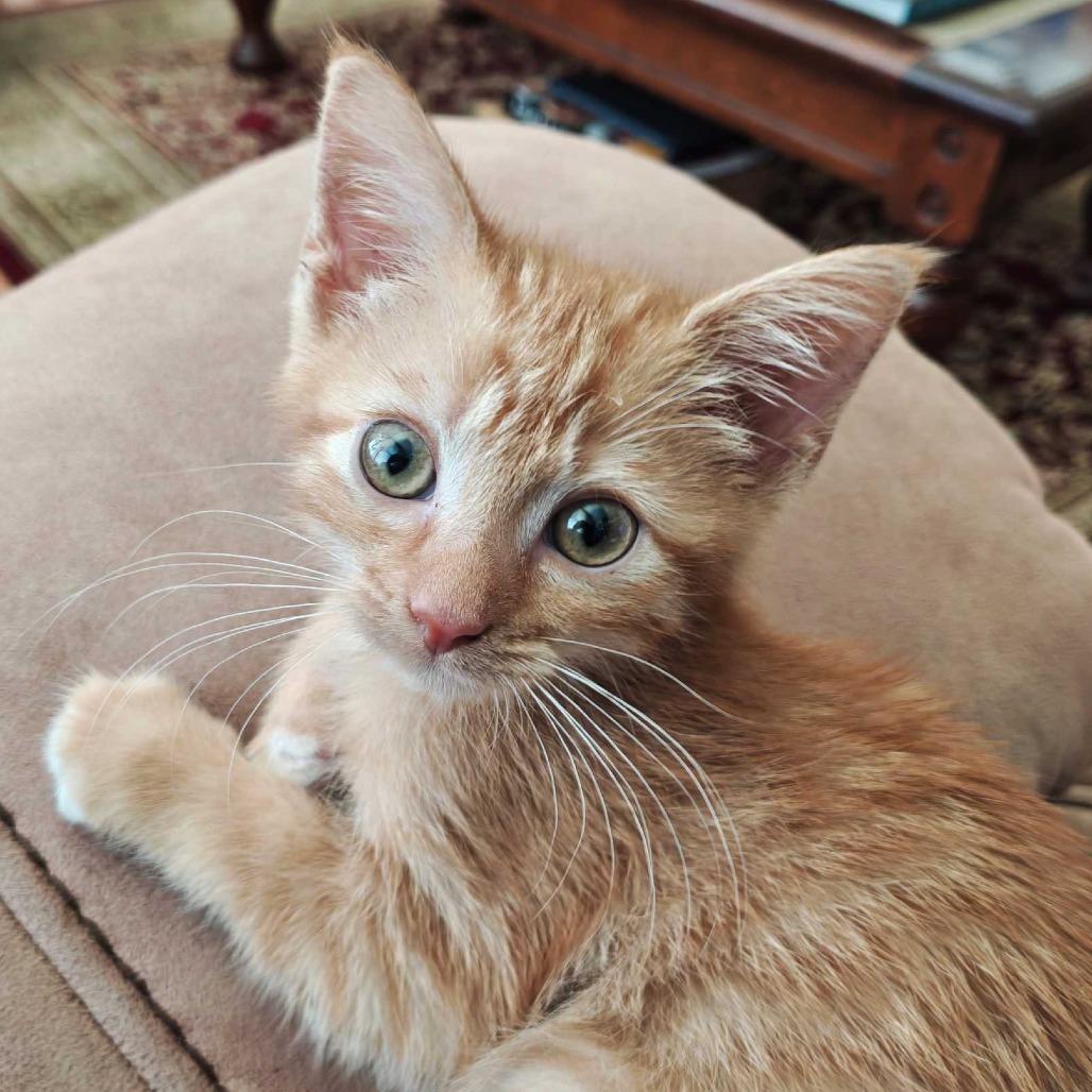 Dorito, Adoptable, Kitten Female Domestic Short Hair.