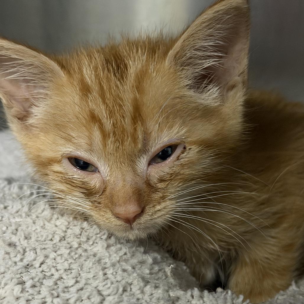 Enlarge Dorito, a Adoptable Domestic Short Hair in Marion, VA image 2/3