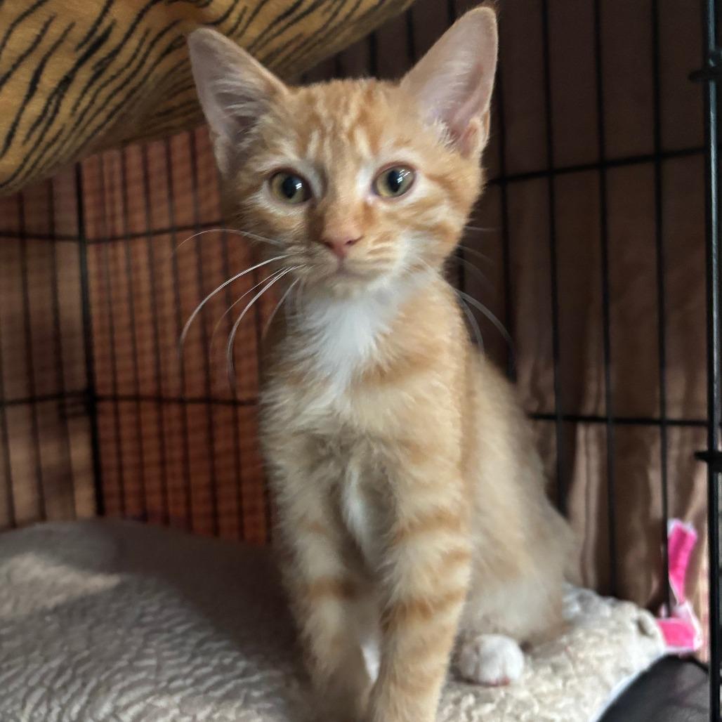 Enlarge Dorito, a Adoptable Domestic Short Hair in Marion, VA image 3/3