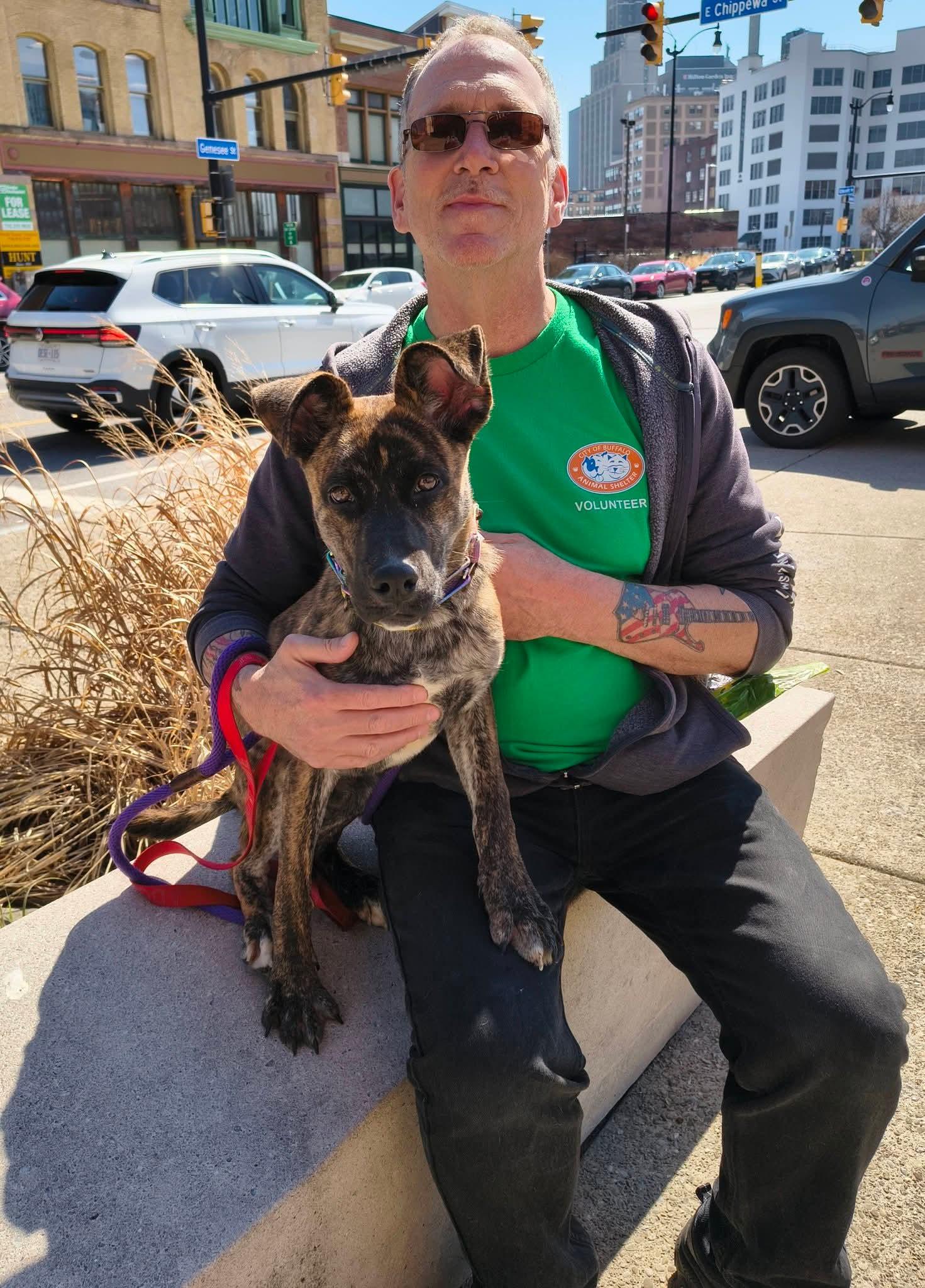 Enlarge Iggy Pop, an adopted mixed breed in Buffalo, NY image 4/4