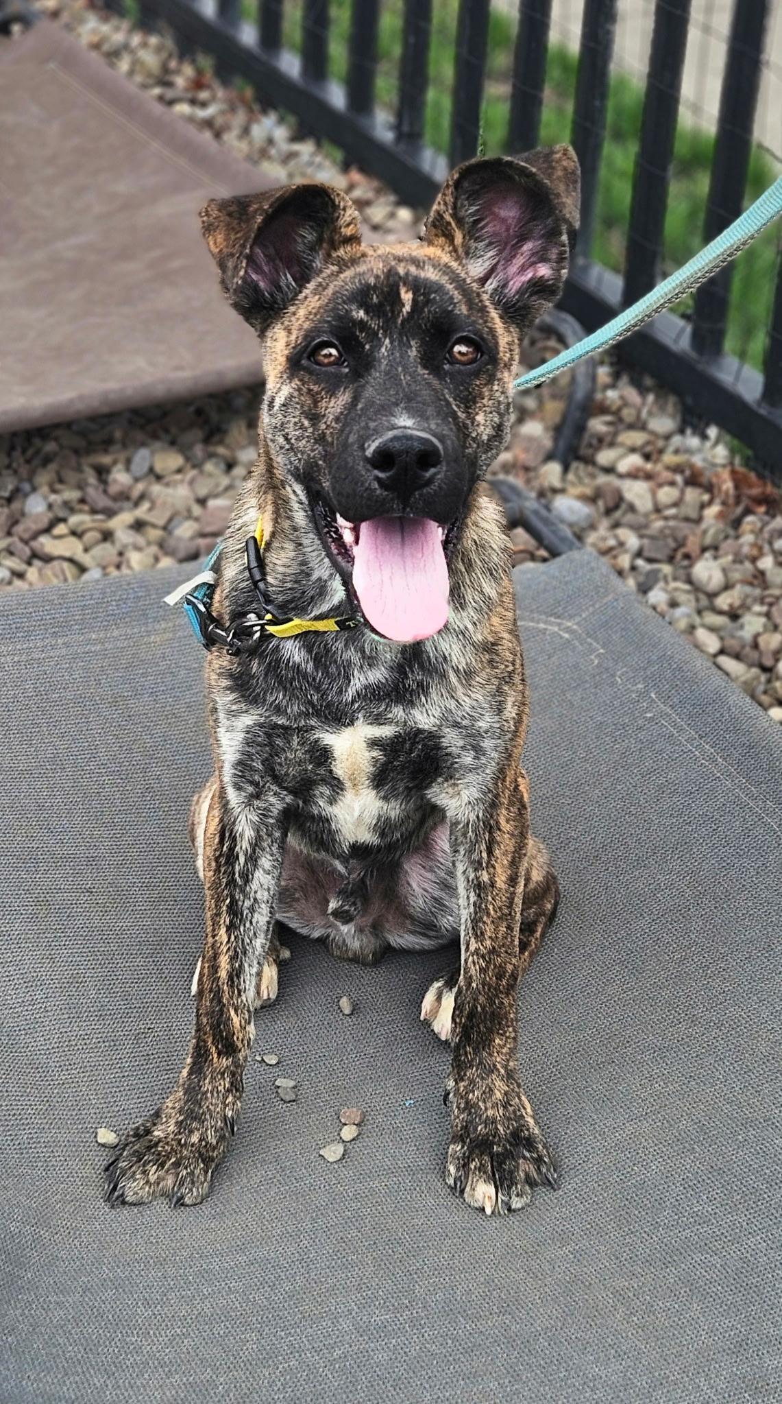 Enlarge Iggy Pop, an adopted mixed breed in Buffalo, NY image 3/4