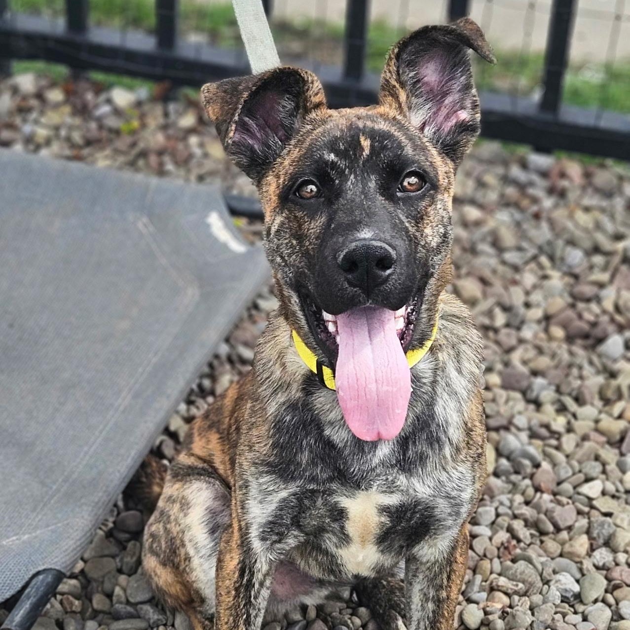 Enlarge Iggy Pop, an adopted mixed breed in Buffalo, NY image 1/4