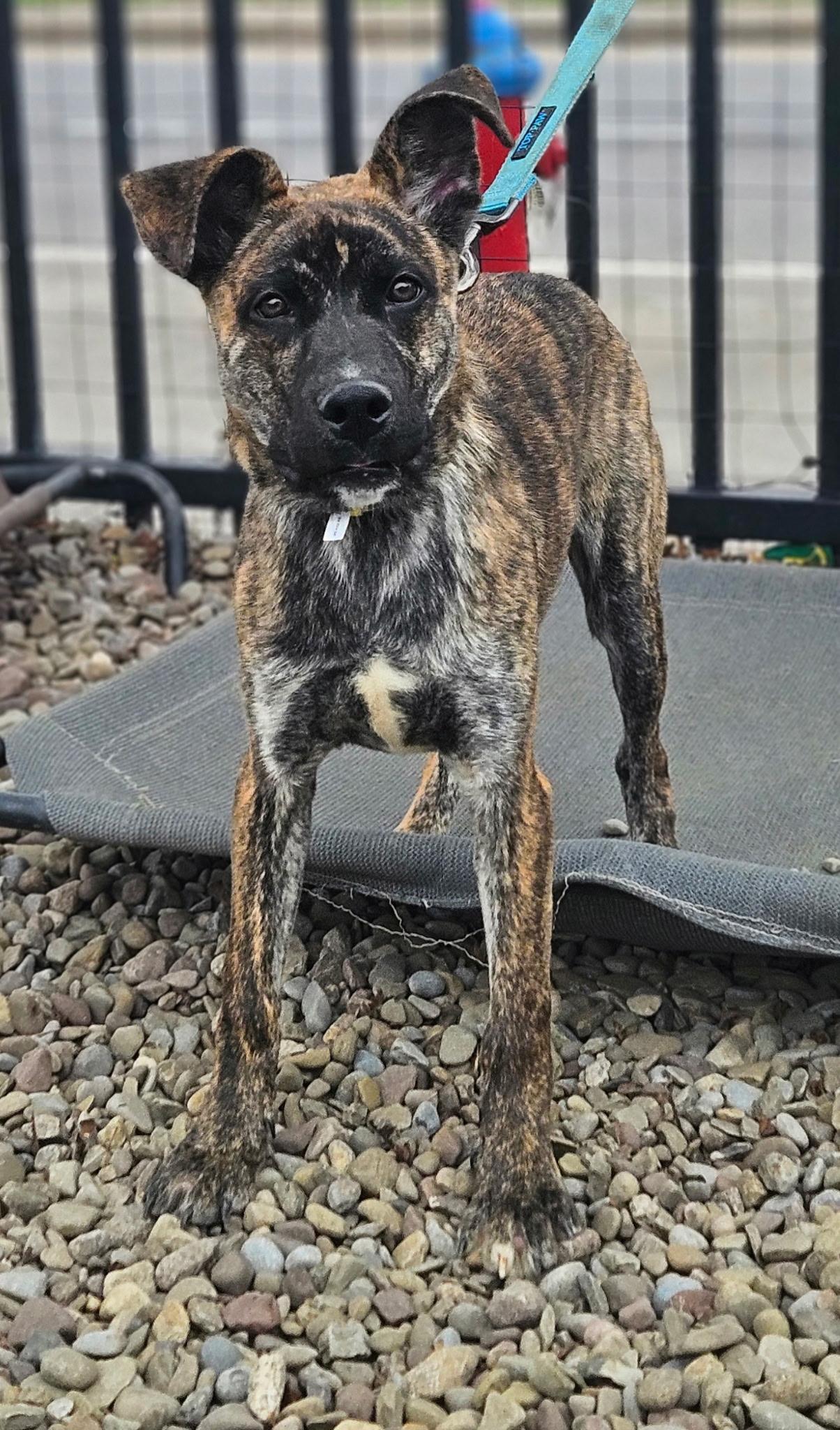 Enlarge Iggy Pop, an adopted mixed breed in Buffalo, NY image 2/4