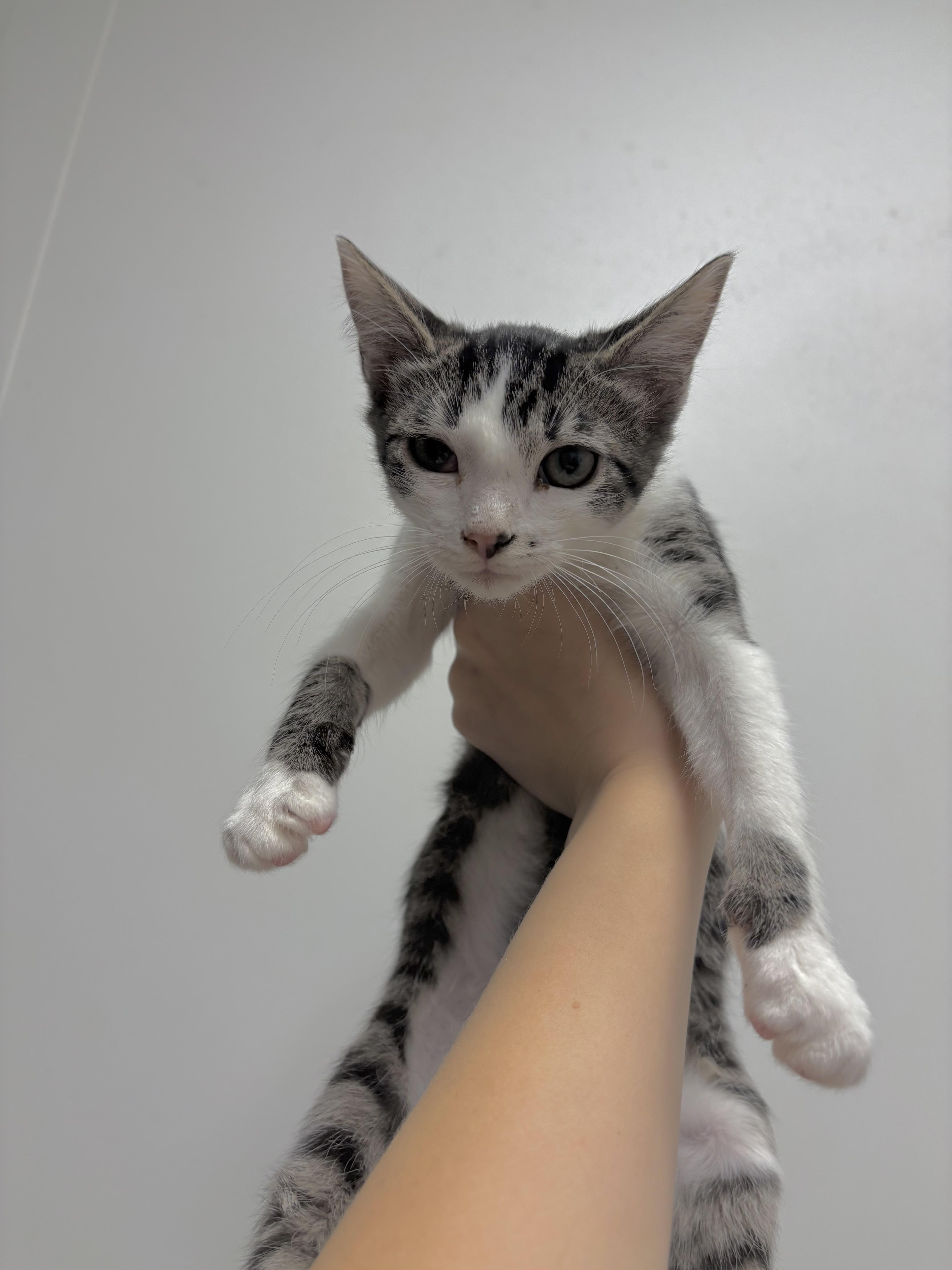 Fred, Adoptable, Kitten Male Domestic Short Hair.