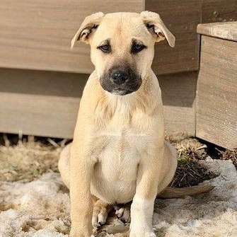 Enlarge **ROWDY**, a Adoptable mixed breed in North Prairie, WI image 1/2