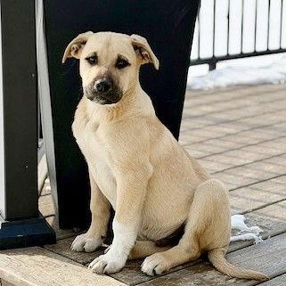 Enlarge **ROWDY**, a Adoptable mixed breed in North Prairie, WI image 2/2