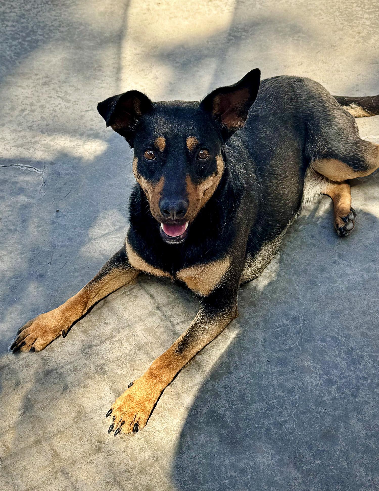 Aurora, a Adoptable mixed breed in Albuquerque, NM image 2/2