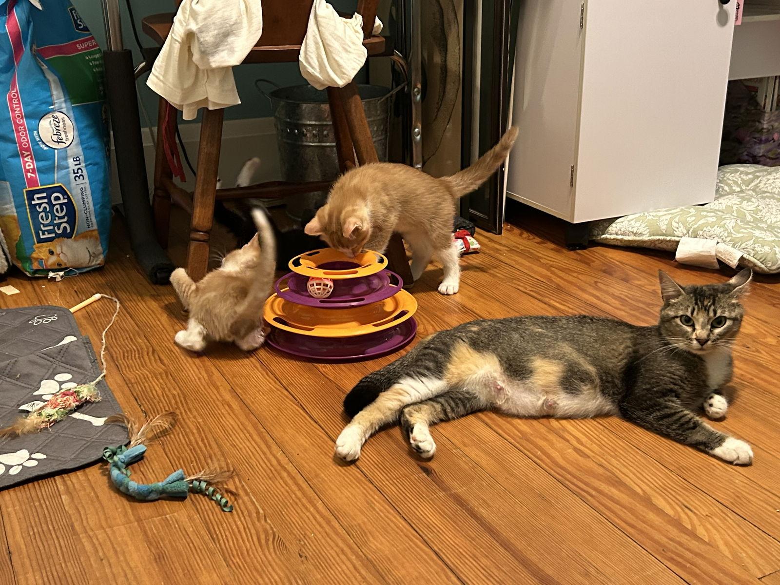 Inigo aka Simon, Adoptable, Young Male Domestic Short Hair.