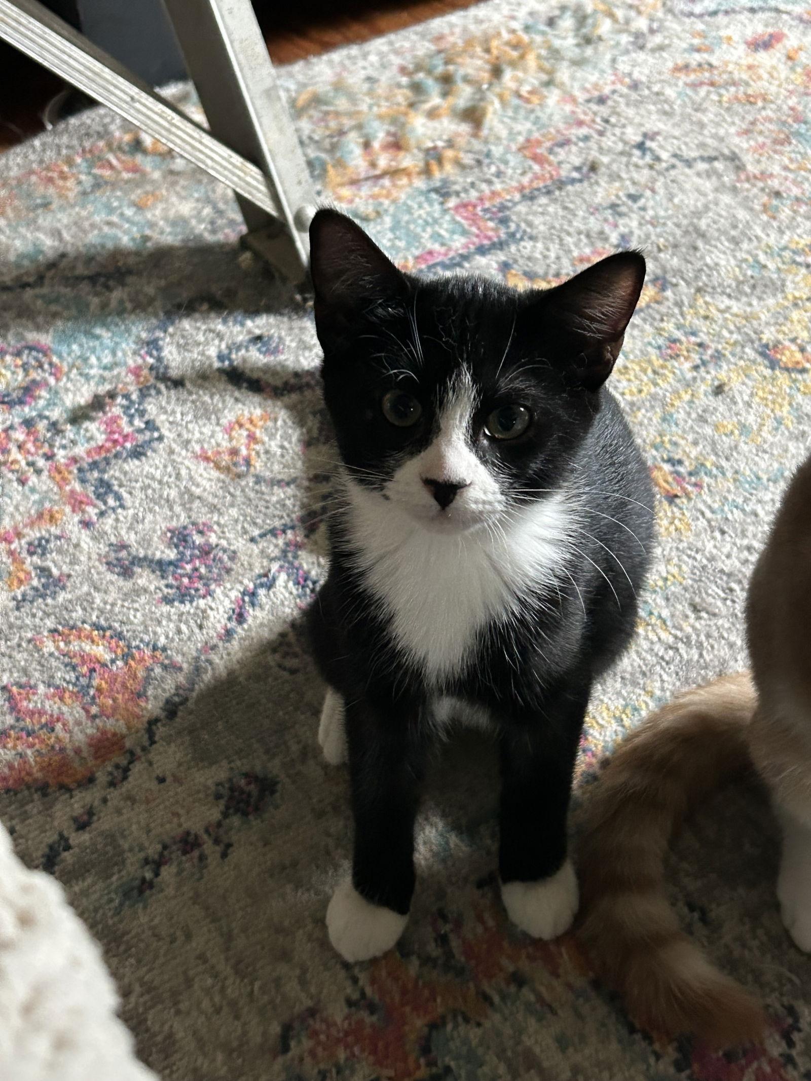 Inigo aka Simon, Adoptable, Young Male Domestic Short Hair.