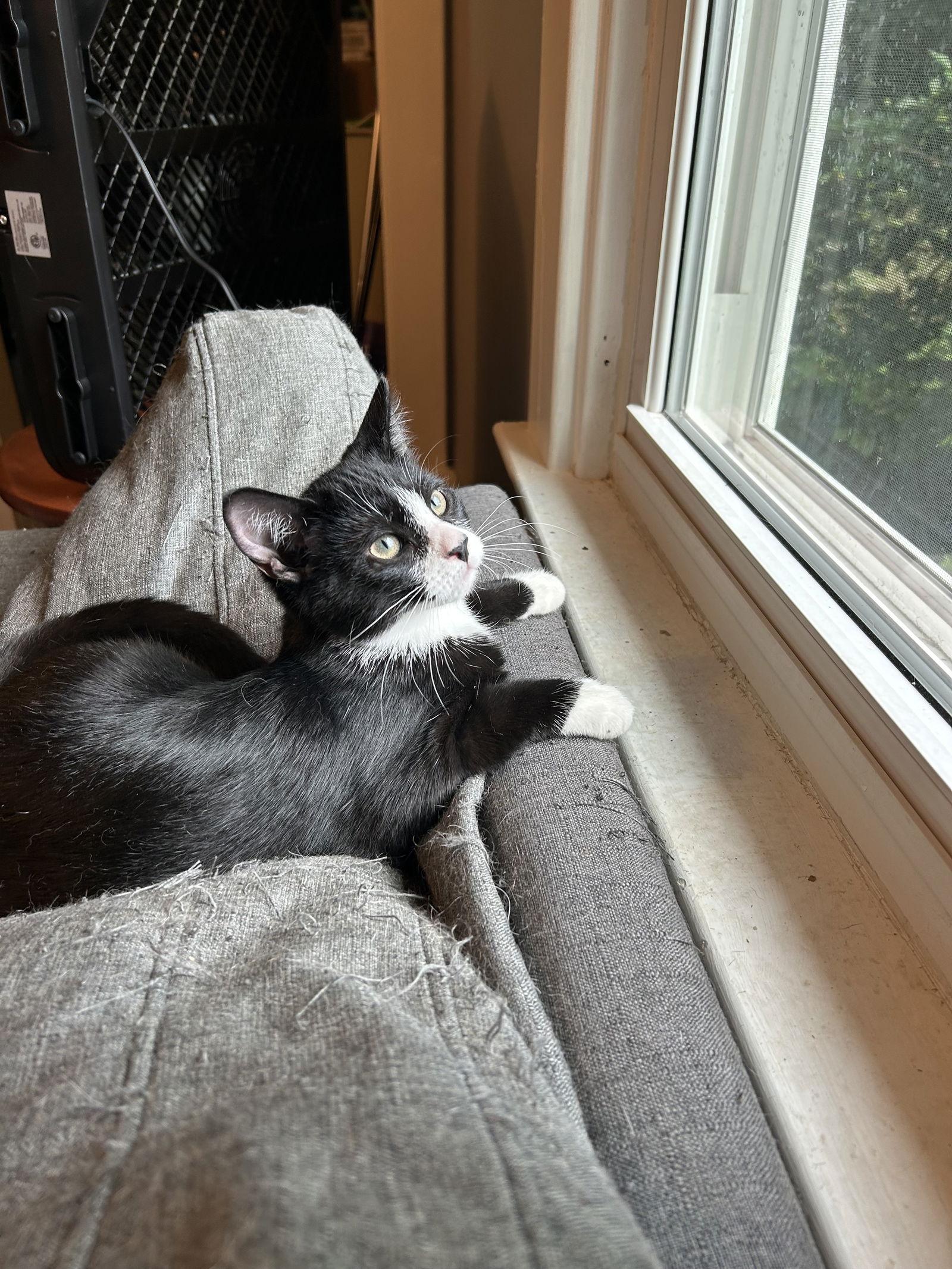 Inigo aka Simon, a Adoptable Domestic Short Hair in Ellicott City, MD image 3/3