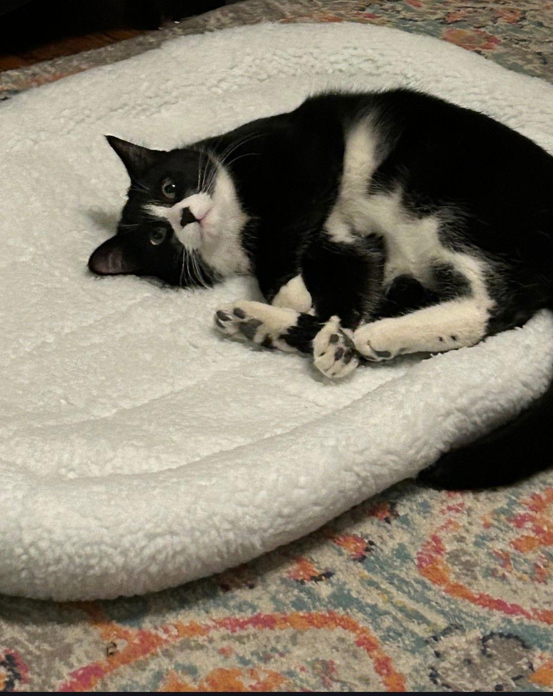 Enlarge Inigo aka Simon, a Adoptable Domestic Short Hair in Ellicott City, MD image 3/3