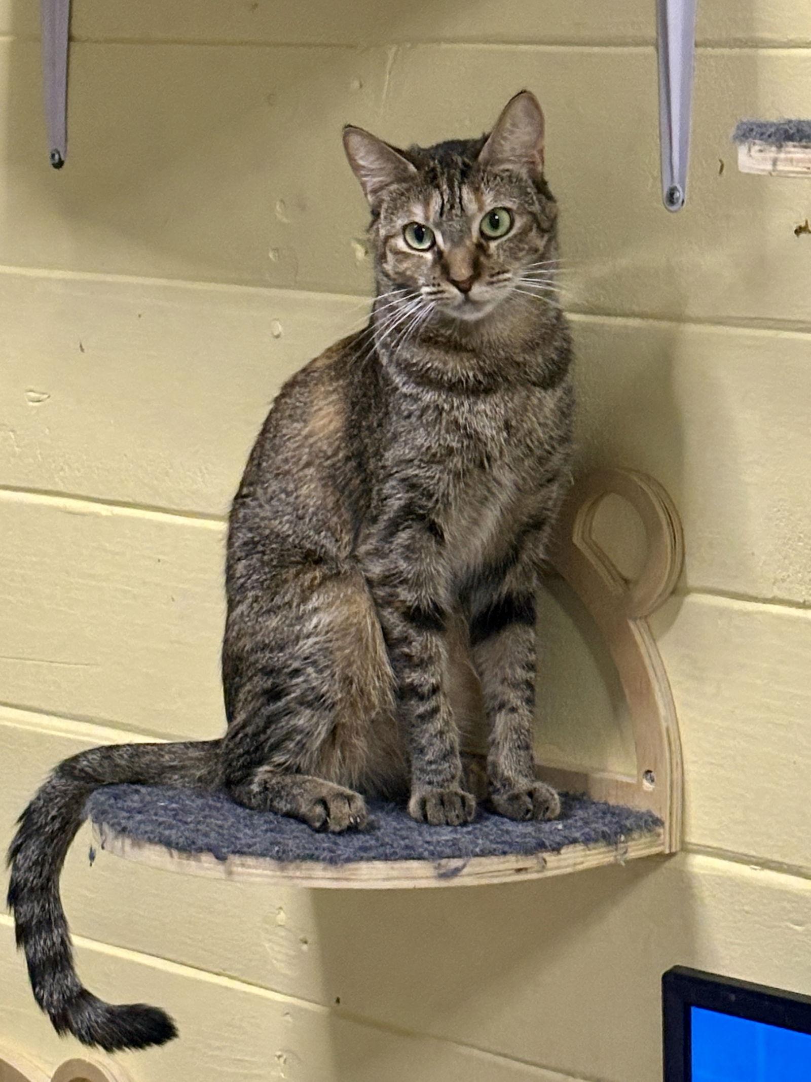 Enlarge Sally BONDED with Johnny, a Adoptable mixed breed in Phoenix, AZ image 1/3