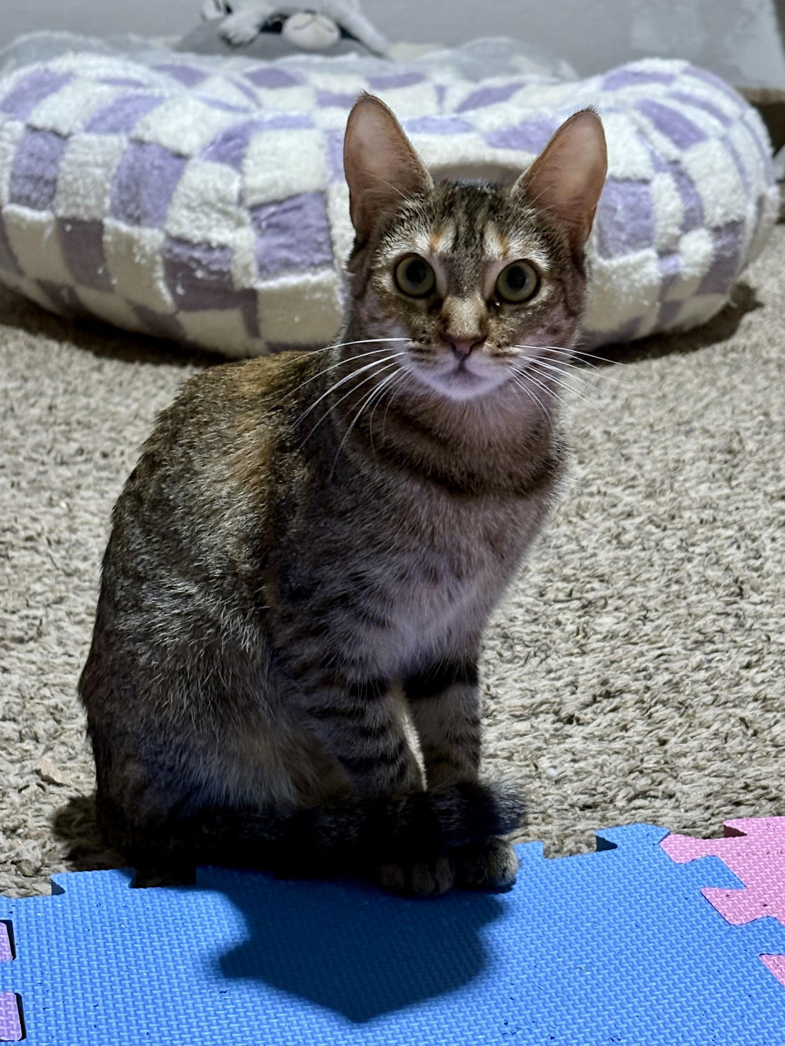 Enlarge Sally BONDED with Johnny, a Adoptable mixed breed in Phoenix, AZ image 3/3