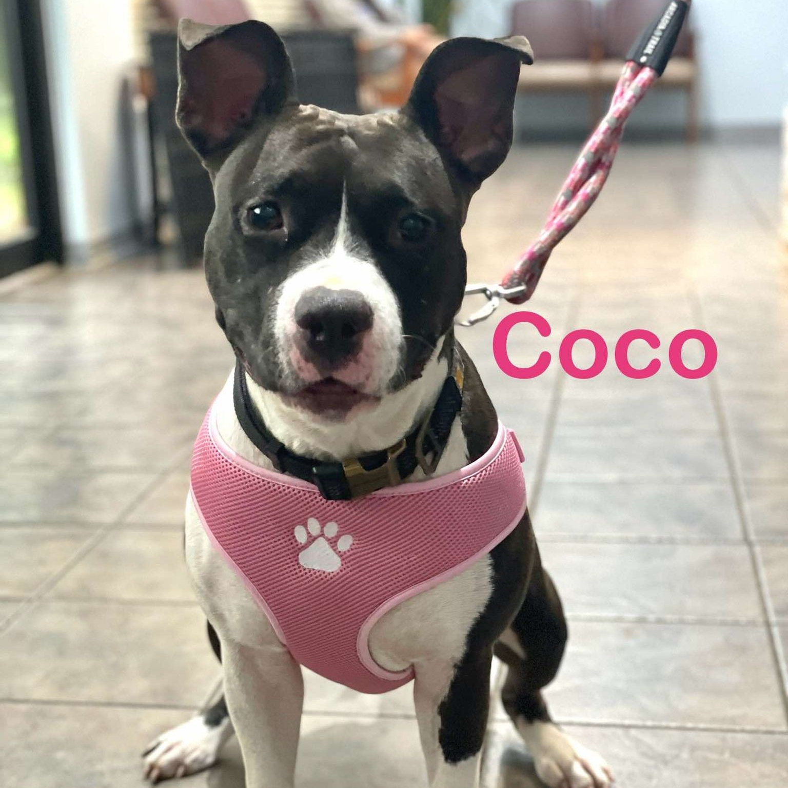 COCO photo 5