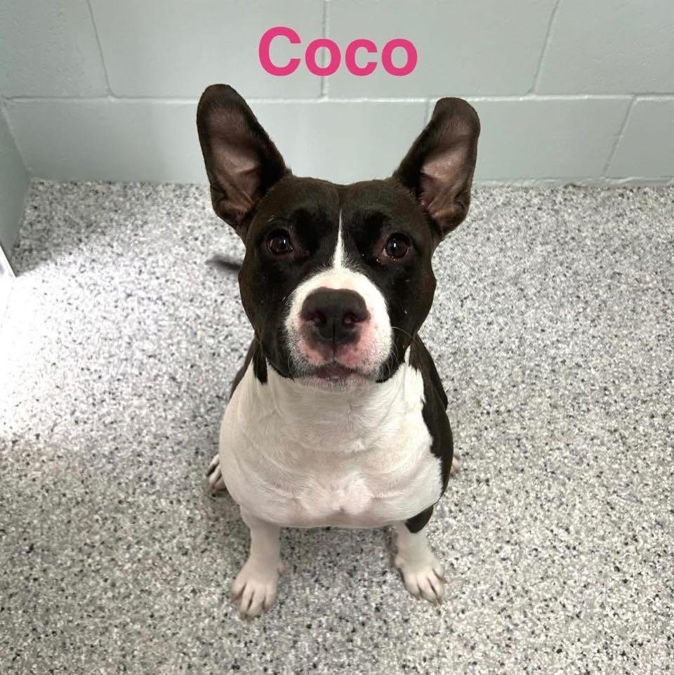COCO photo 2