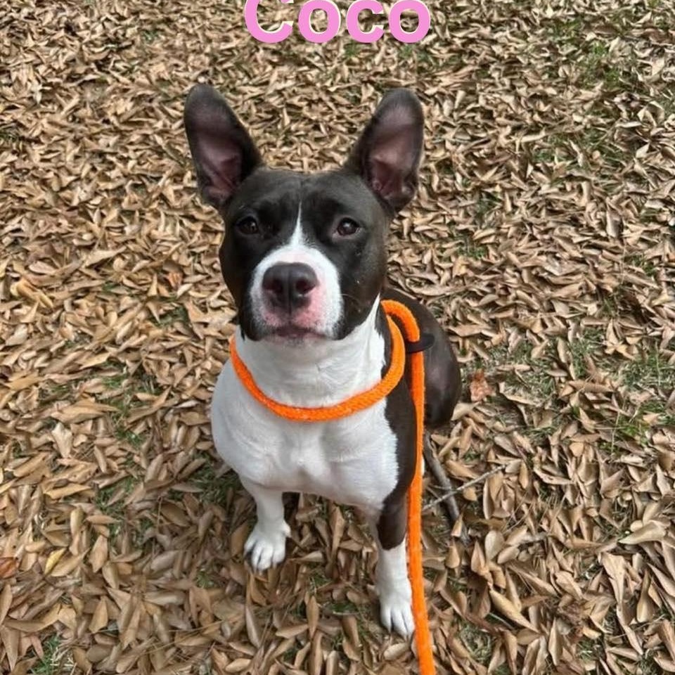 COCO photo 1