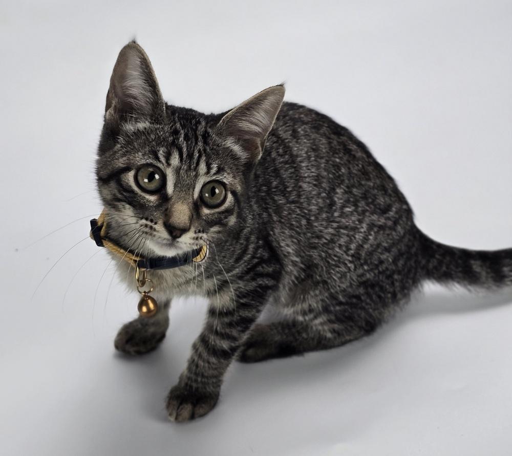 Discoball, Adoptable, Kitten Female Domestic Short Hair.