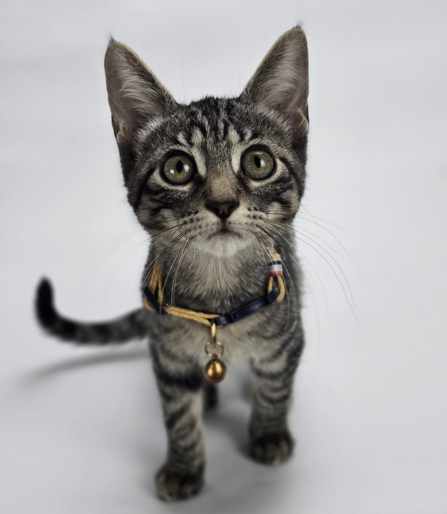 Enlarge Discoball, a Adoptable mixed breed in Sedalia, CO image 2/3