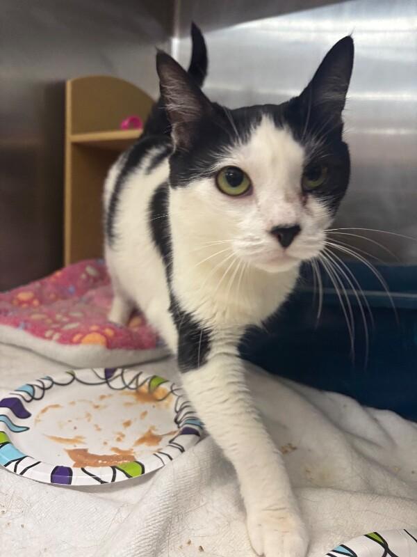 Mabel, Adoptable, Adult Female Domestic Short Hair.