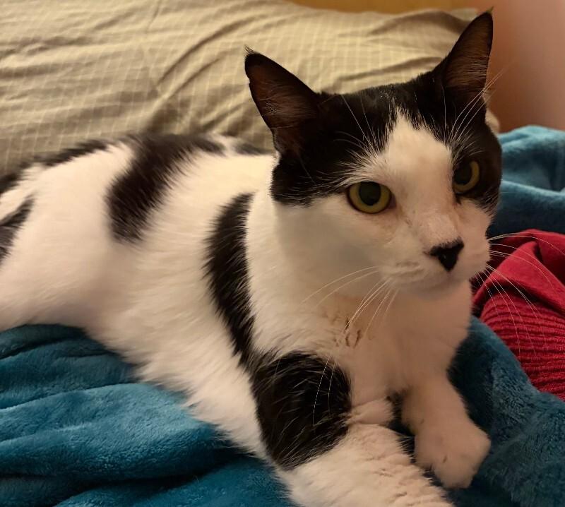 Enlarge Mabel, a Adoptable Domestic Short Hair in Colmar, PA image 2/4